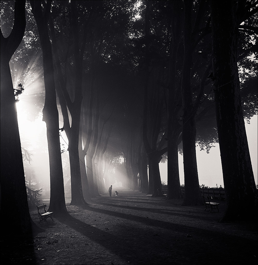 dog-and-trees_4